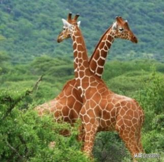 这三种常见肉最好别吃,以下这六种肉再穷都不要吃