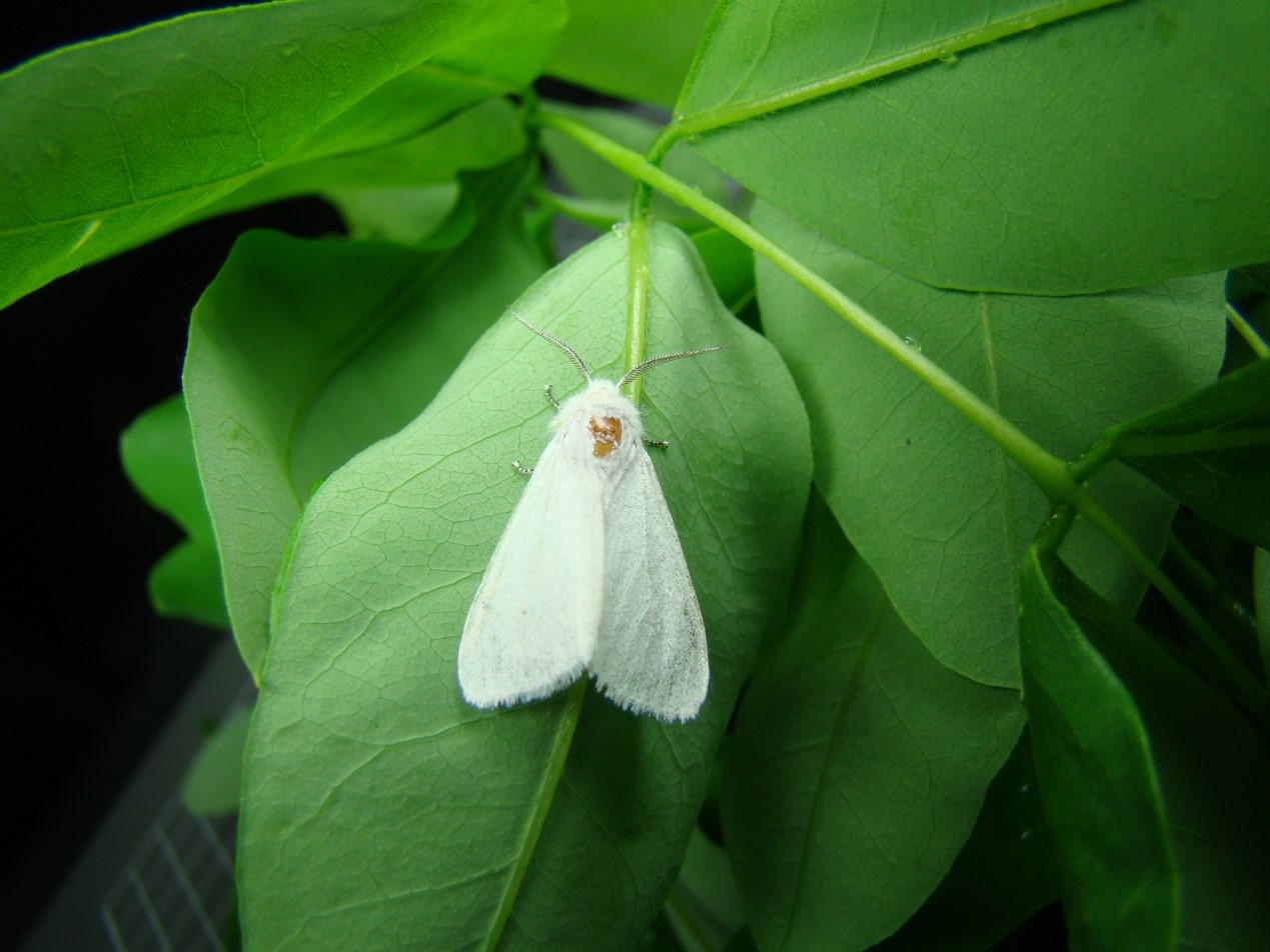 这个秋天碰到白色毛毛虫了吗？其实它们来自大洋彼岸