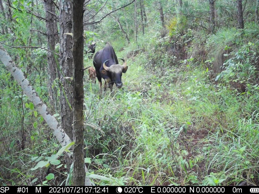 牛魔王野生,云南比大熊猫更稀有的动物