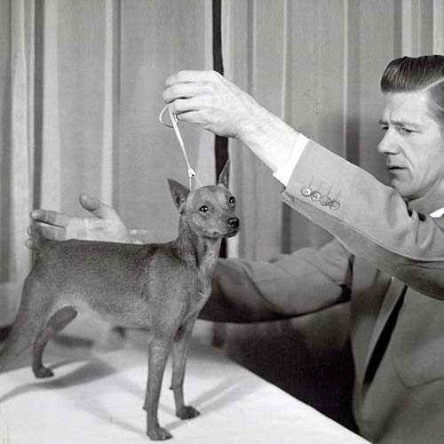 迷你杜宾犬是什么品种图片,迷你型杜宾犬的图片