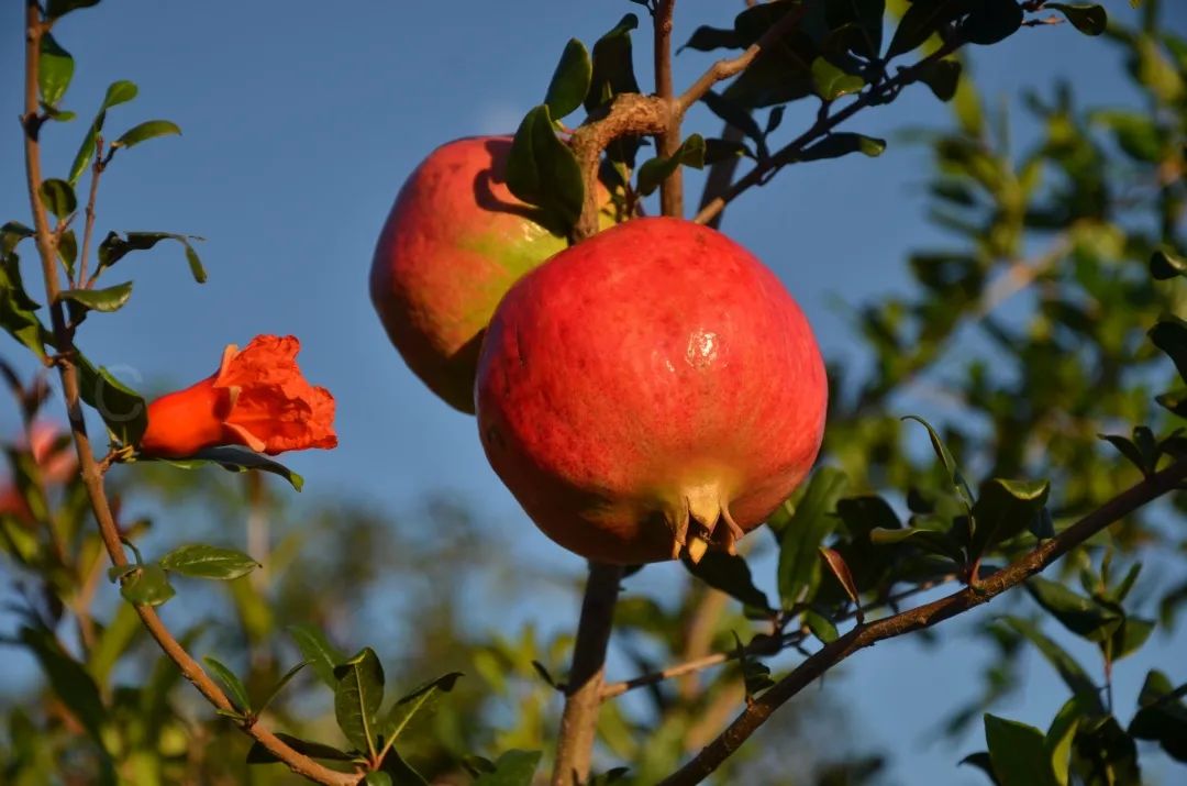 吃石榴不吐皮,吃石榴不吐籽的石榴