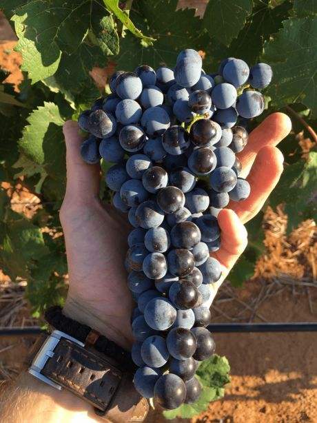 美国红酒有哪些产区,加州纳帕河谷高端红酒