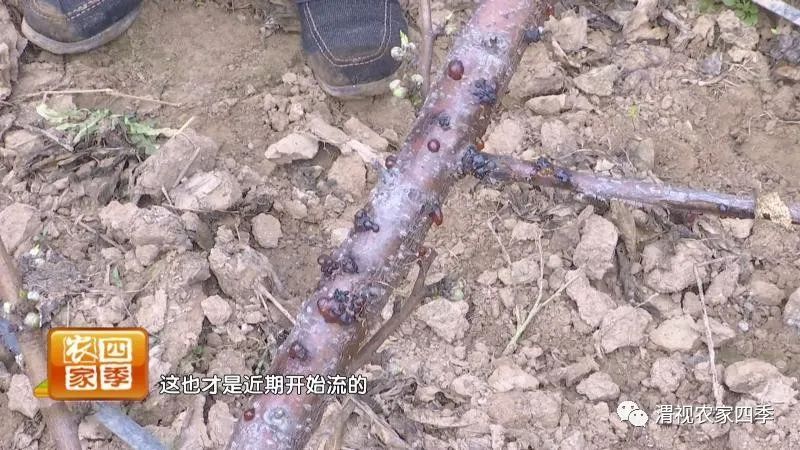 黄桃流胶病用什么药,油桃流胶病的防治方法