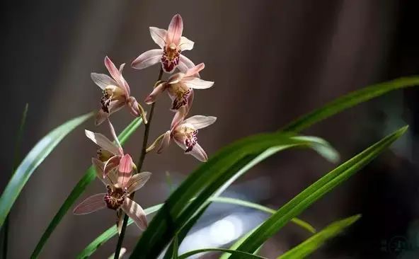 中国十大名花你认识几种呢,中国十大名花你喜欢哪种呢