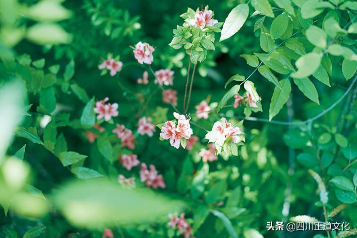 值得看的电影春天,春天的电影名字