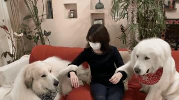 大白熊犬撒娇视频,150多斤的大白熊犬