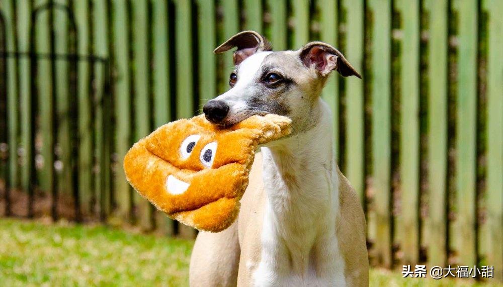 狗狗吃便便的5大原因,狗狗便便前面干后面稀是怎么回事