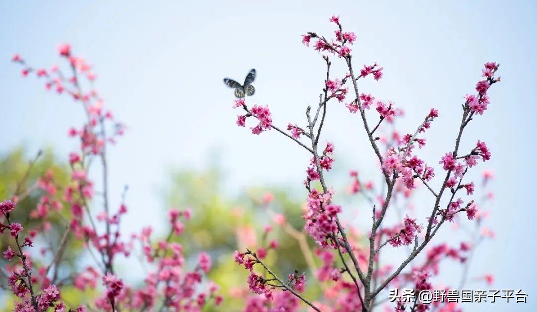 春天的花真的很美丽让人向往,春天的花也太美了