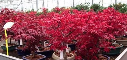 日本红枫红舞姬树形怎么修剪,盆栽红枫树修剪