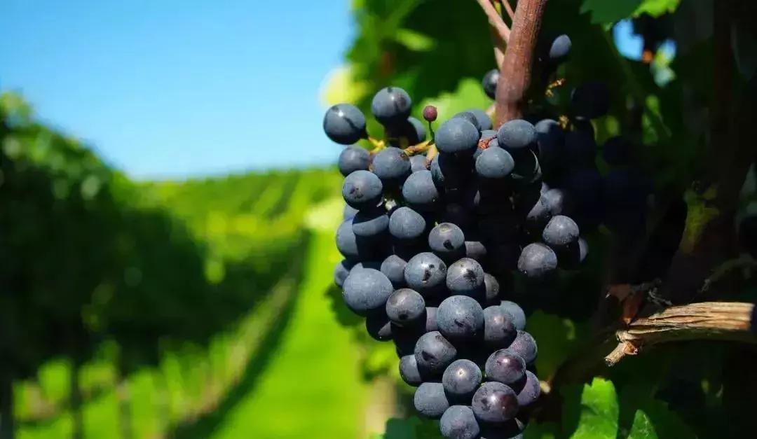 山东7月份有哪些水果可以采摘,山东10月份有什么水果可以采摘