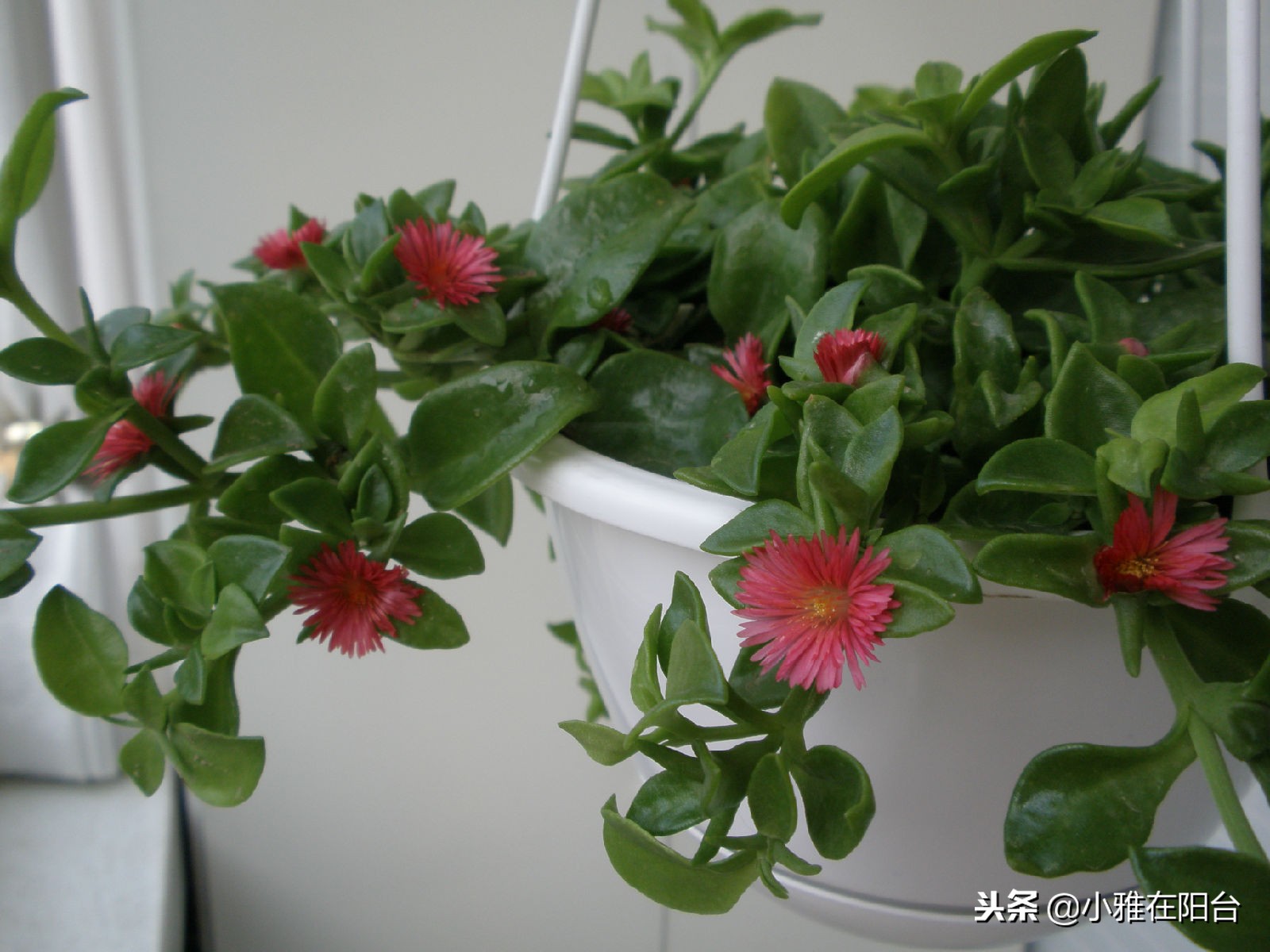 什么吊兰好养也漂亮,好养开花好看的吊兰