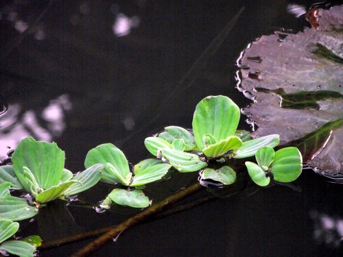 上海乌龟冬眠时间,乌龟冬眠的时间