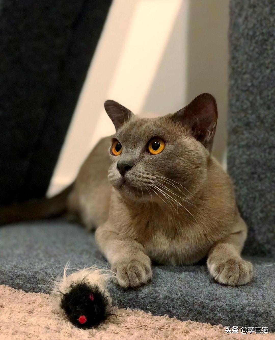 辟谣：不是只有狗狗会藏东西，猫咪一旦鸡贼起来什么玩具都能玩丢