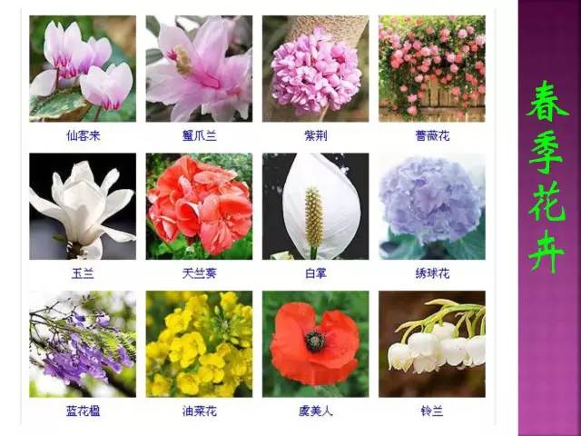 花卉大全500种观叶植物名称,1332种常见花卉植物图谱