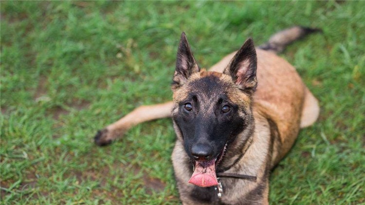 打狗针对身体以后有什么影响,打狗会有报应吗