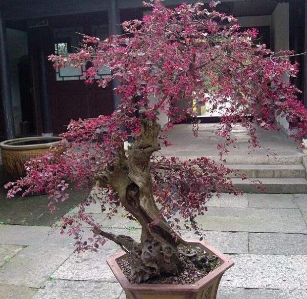 红花檵木的养护方法照片,常见与红花檵木搭配的绿色植物