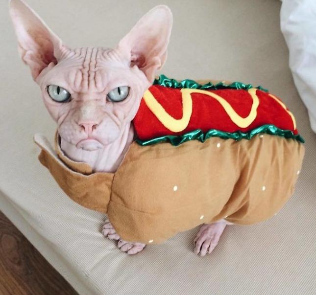 为什么喜欢斯芬克斯猫,斯芬克斯猫亲近人吗