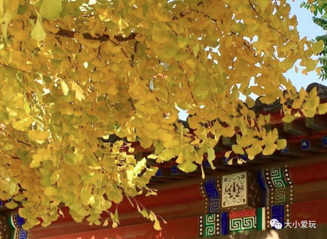 北京红螺寺银杏最佳观赏时间,北京赏银杏景区有哪些