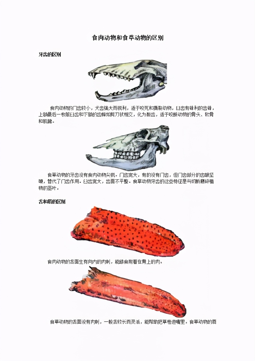 遇到熊如何保命,遇到熊如何自救动画