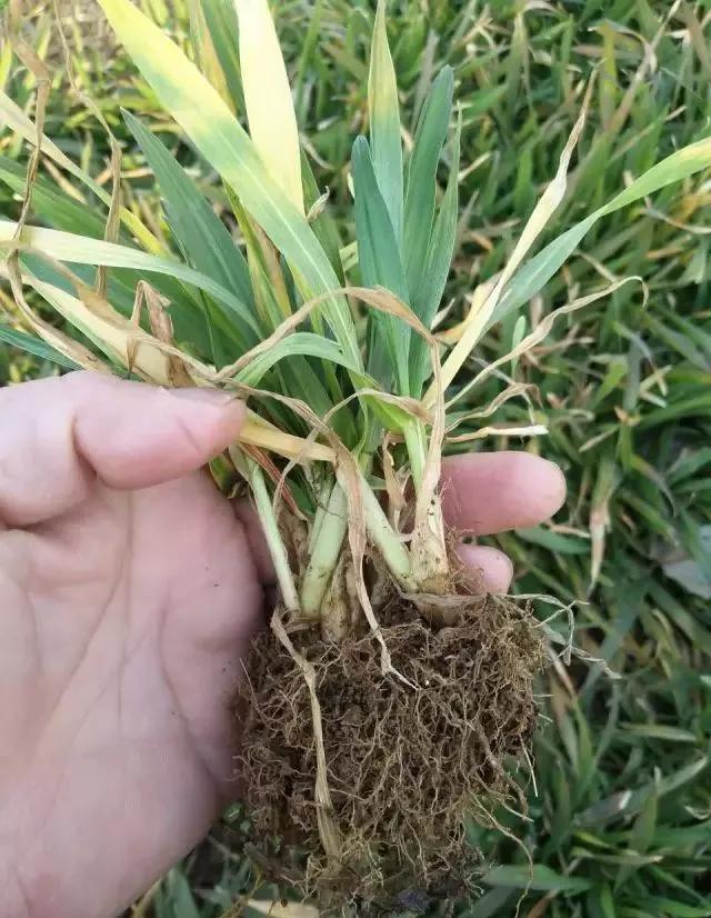 小麦缺肥发黄怎么办,小麦根发黄是什么病