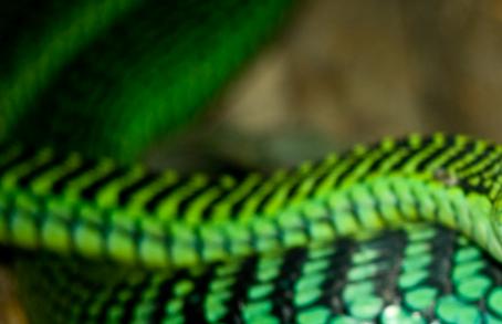 被非洲树蛇咬到会怎么样？他作死尝试，全身寒冷，体内大出血而亡