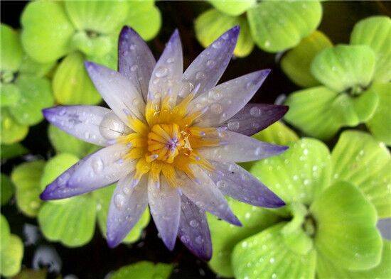 睡莲需要每年换吗,睡莲插花多久换一次水