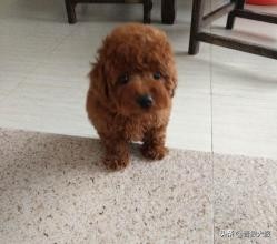 只因为一片驱虫药，就要了一条小泰迪的生命，主人后悔莫及