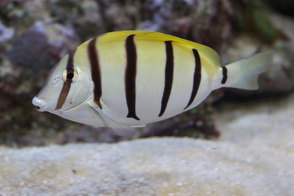 十大最好看的观赏鱼图片大全,十种最漂亮的观赏鱼图片