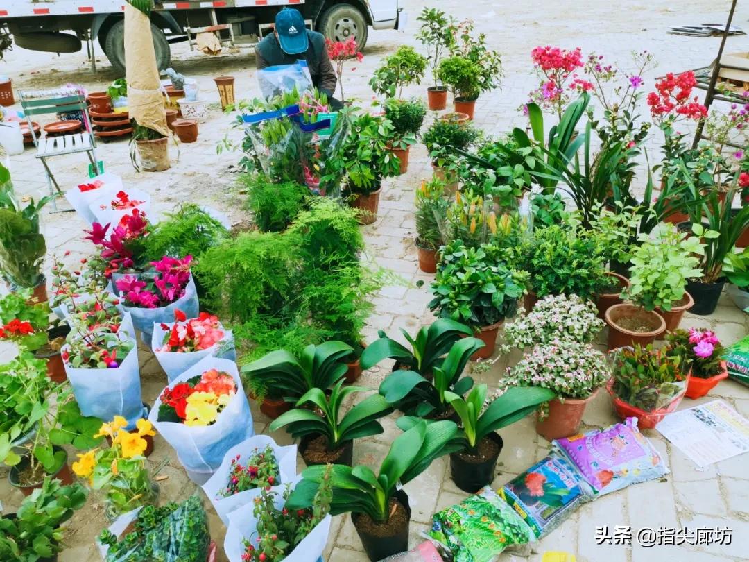 廊坊杨税务集市,在早市遇见久违的人间烟火气