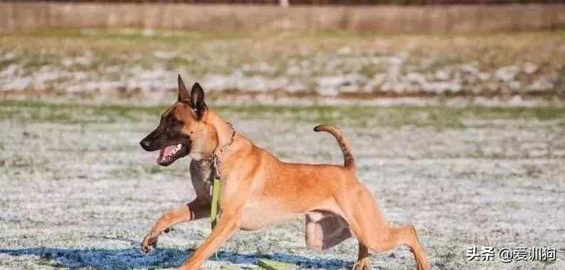 用“打”来训狗狗，危害有多大？