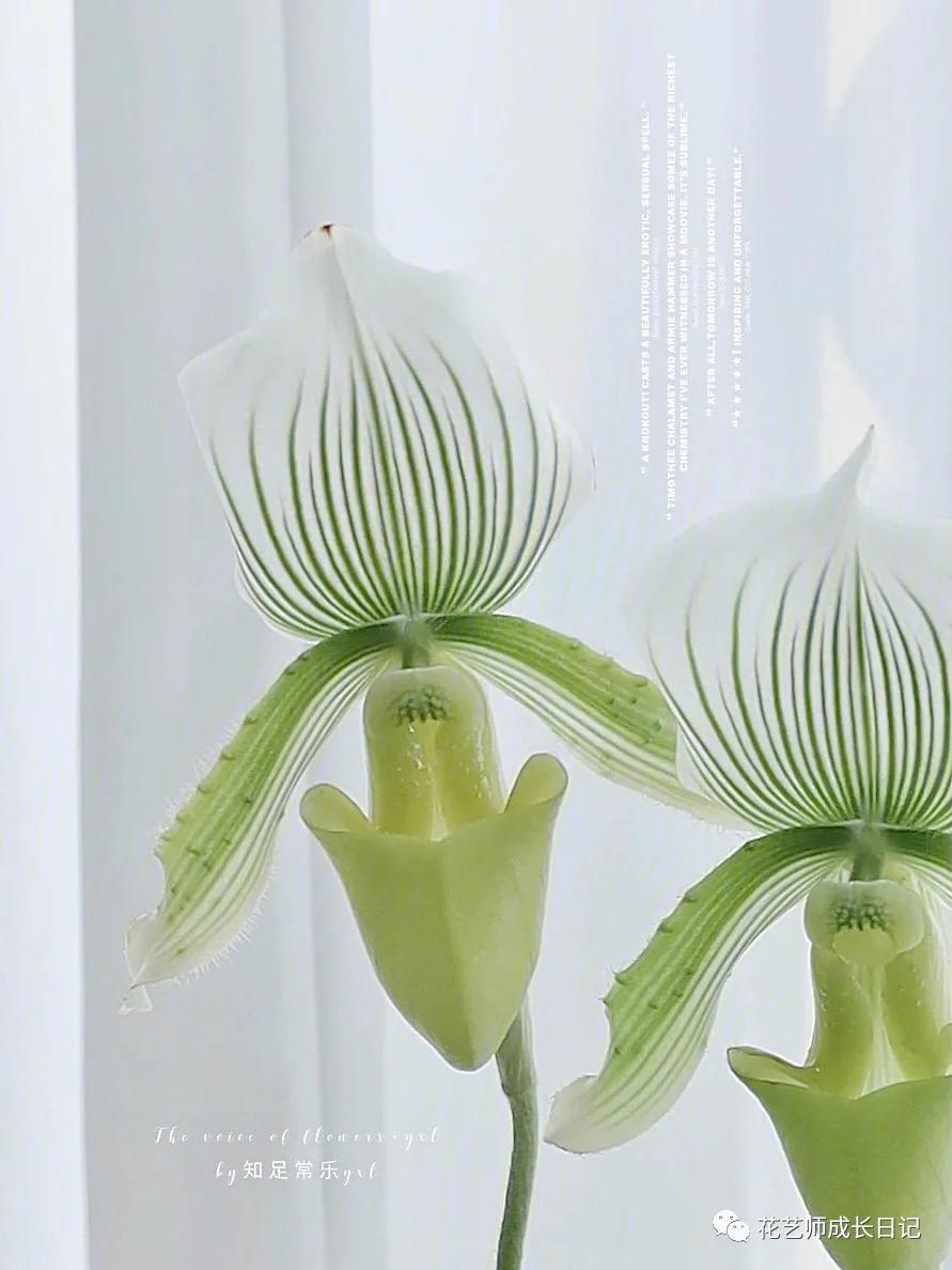 最名贵十种兰花兜兰,每日一花石竹花