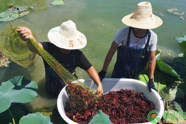 捕捞小龙虾用多大地笼,小龙虾如何起捕率高