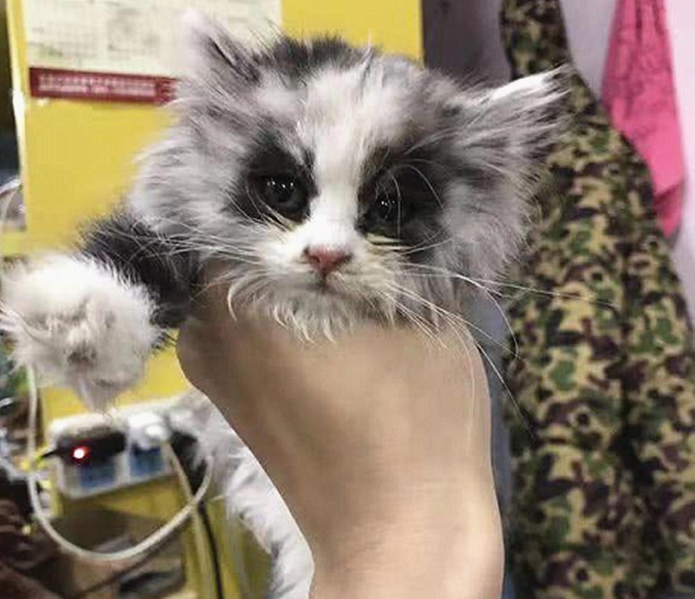 布偶猫5万一只被骗了吗,上网买一只布偶猫800元被骗