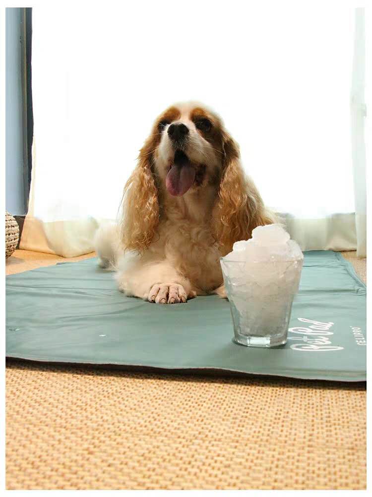 降温神器狗,夏季给狗降温神器