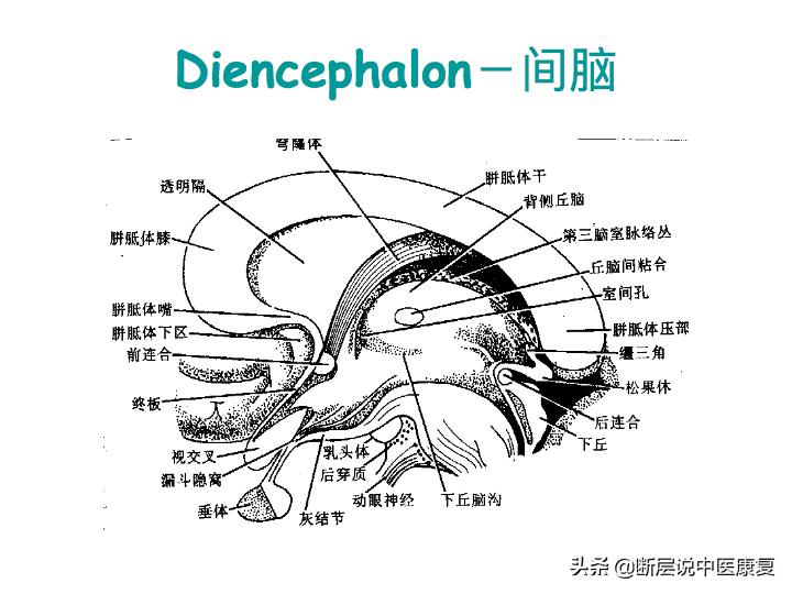 中枢神经系统断层解剖讲解,中枢神经3d解剖动画