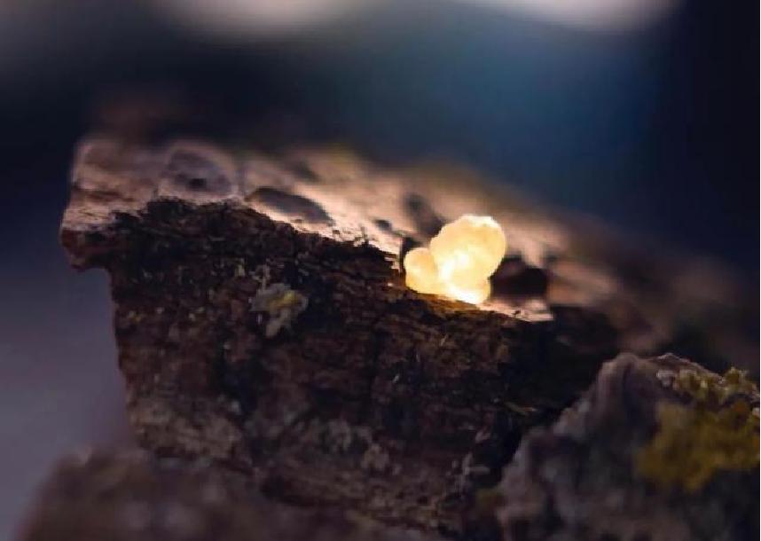 u牌精油,u牌精油芳疗护肤