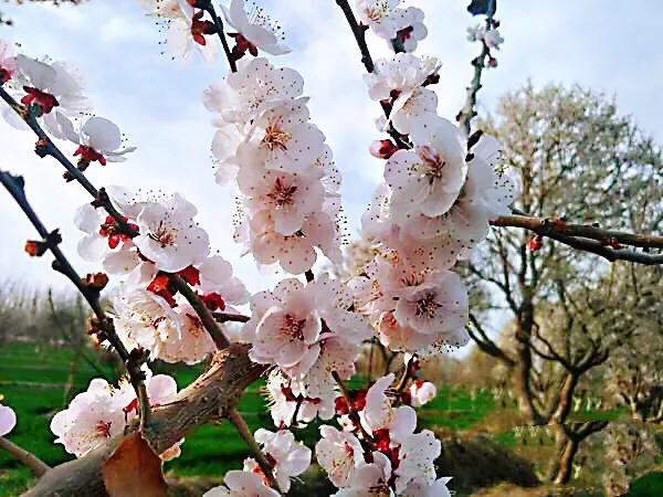 疆果福巴旦木,疆果儿酸奶巴旦木