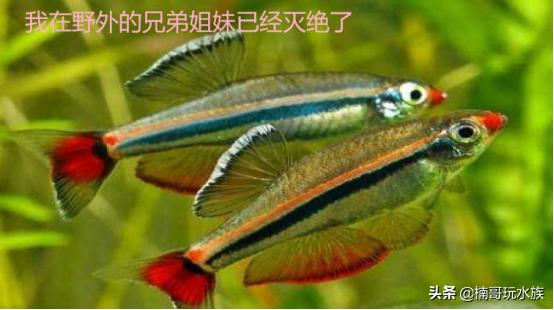 小鱼缸养什么观赏鱼好看又好养,养什么观赏鱼最赚钱又好养