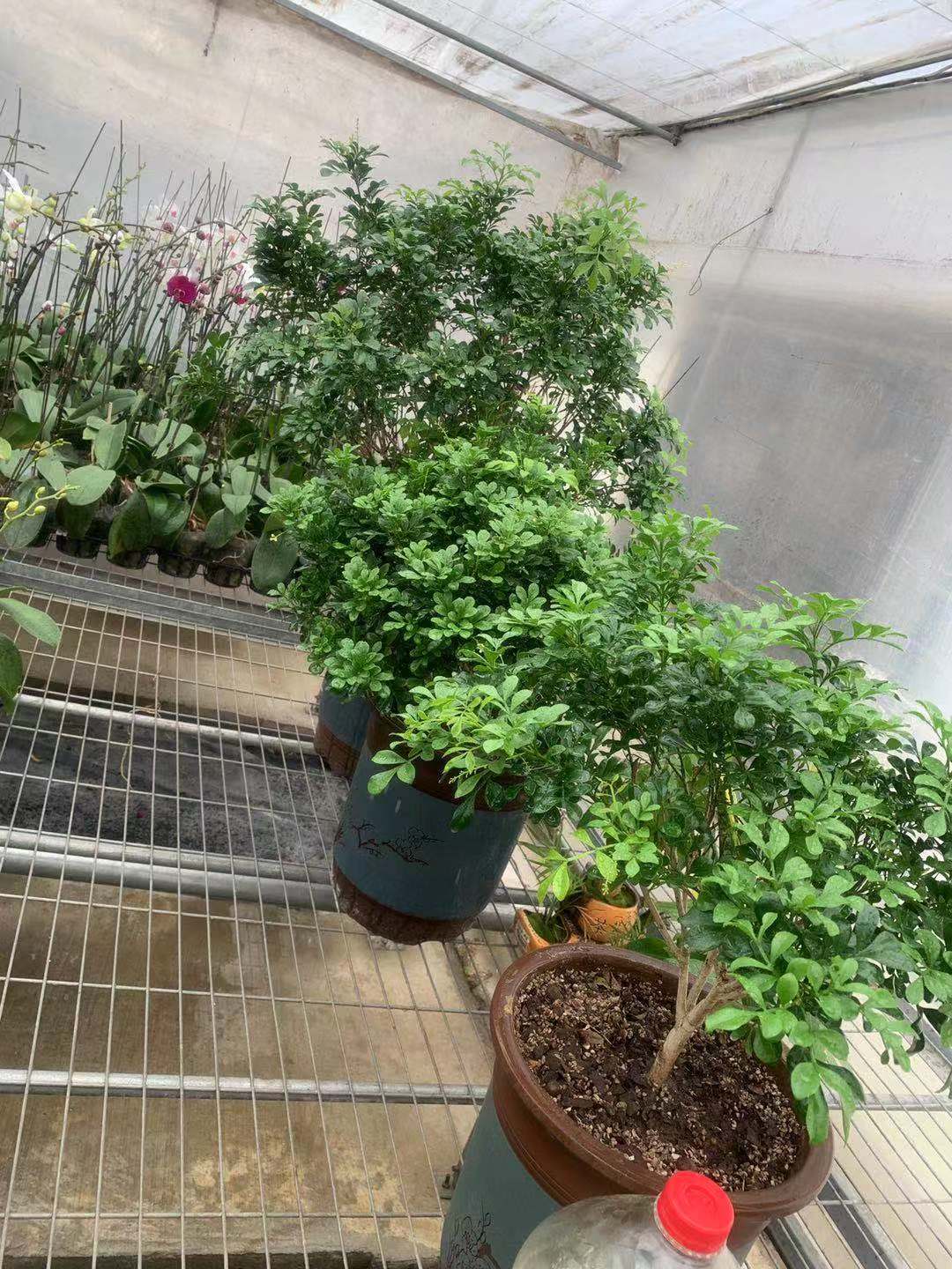 米兰的胶泥土怎么换,米兰盆栽土质坚硬如何改良