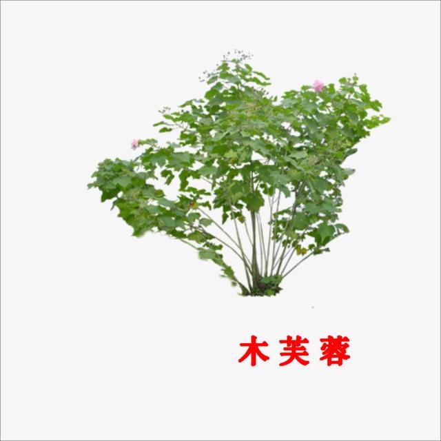 咏百合花古诗,咏荷花的歌