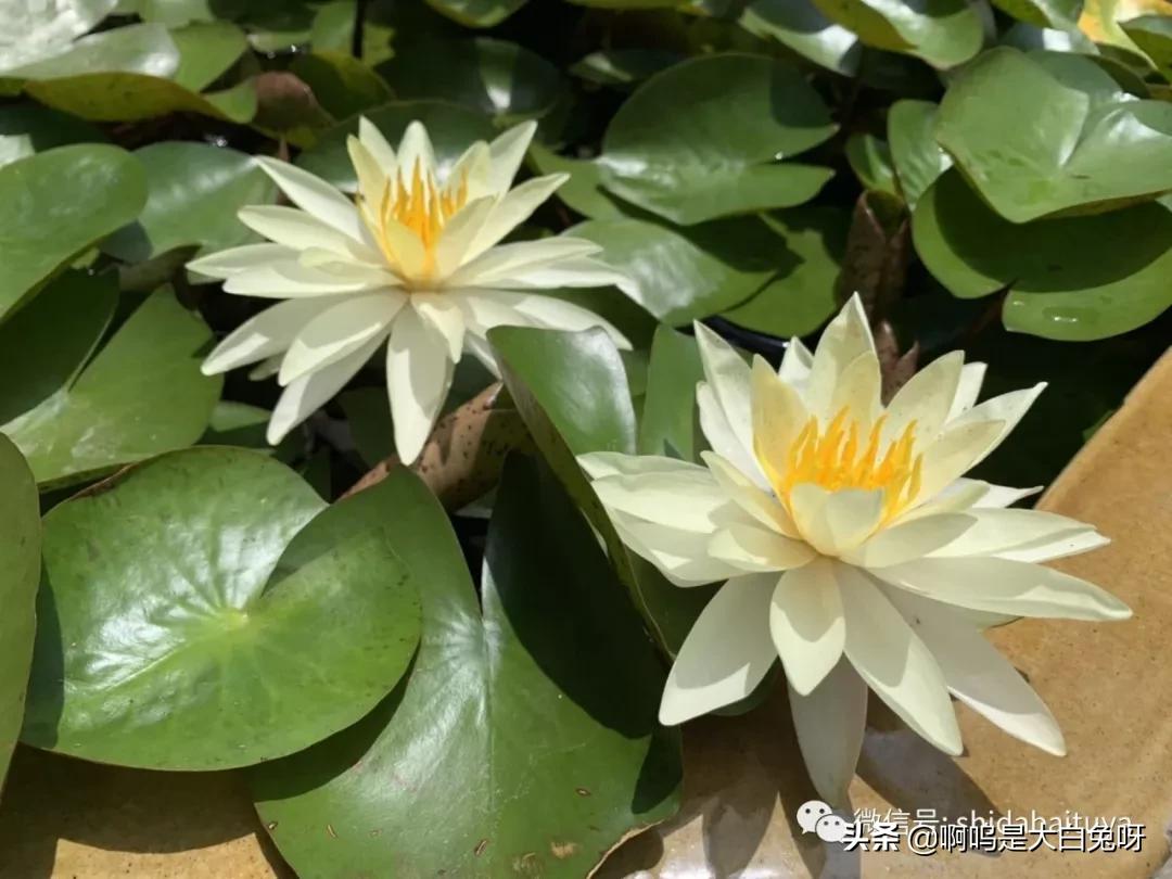 苏州一日游团队攻略,200元苏州一日游