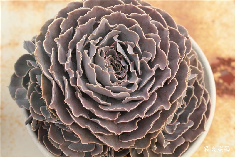 多肉面上铺了麦饭石怎么施肥,多肉施肥是浇水之后还是之前