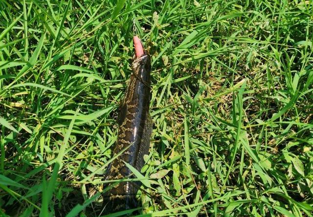 路亚黑鱼用什么颜色的雷蛙好,路亚黑鱼是雷蛙好还是软虫好