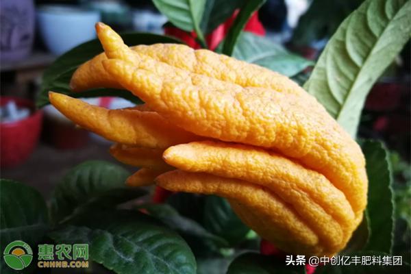 盆栽佛手怎样管理怎么施肥,盆栽佛手怎么管理