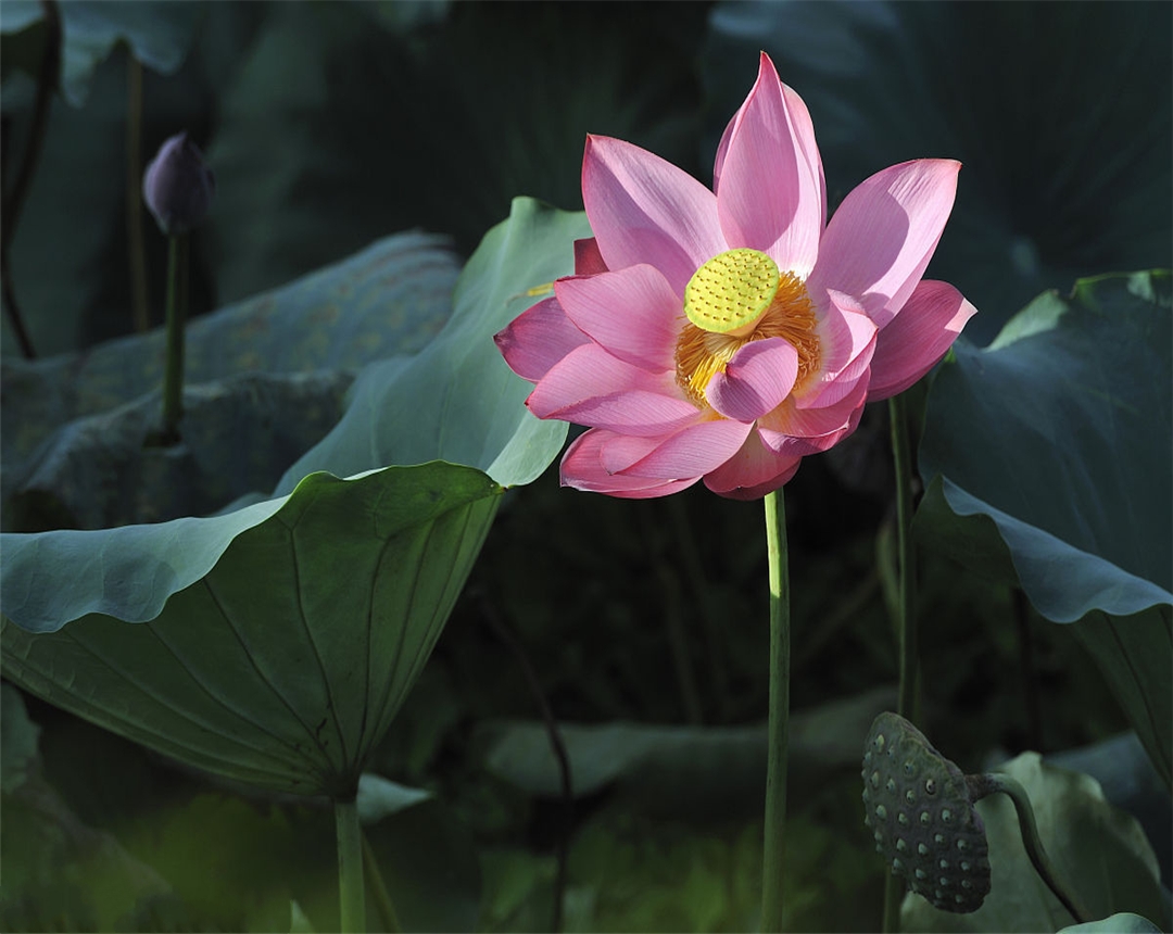 冬天睡莲种子的养殖方法,黑美人睡莲养殖方法