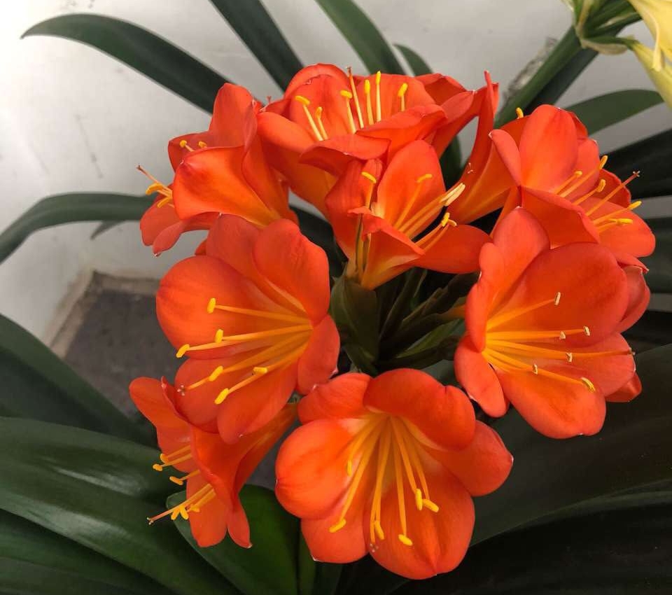 君子兰换盆后僵苗如何处理,僵苗君子兰怎么处理才能快速生长