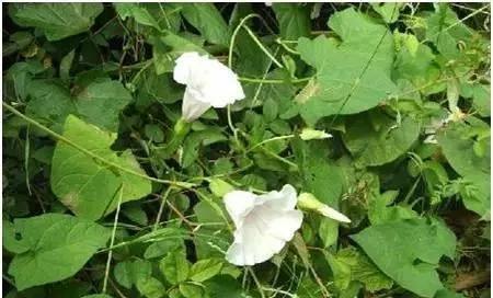 教你认识那些路边的野生中草药,如何识别路边的野生中草药