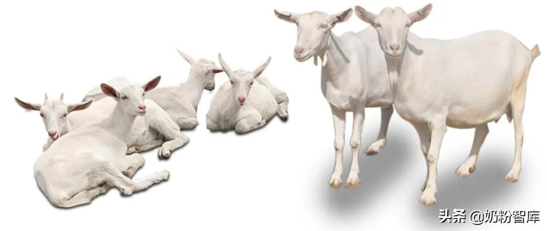 红星美羚羊奶粉有哪些优势,所有羊奶粉共有的优势