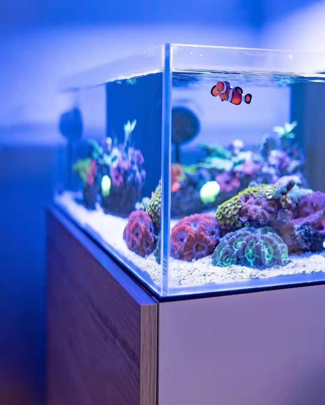 如何养好小丑鱼,怎么养出好小丑鱼