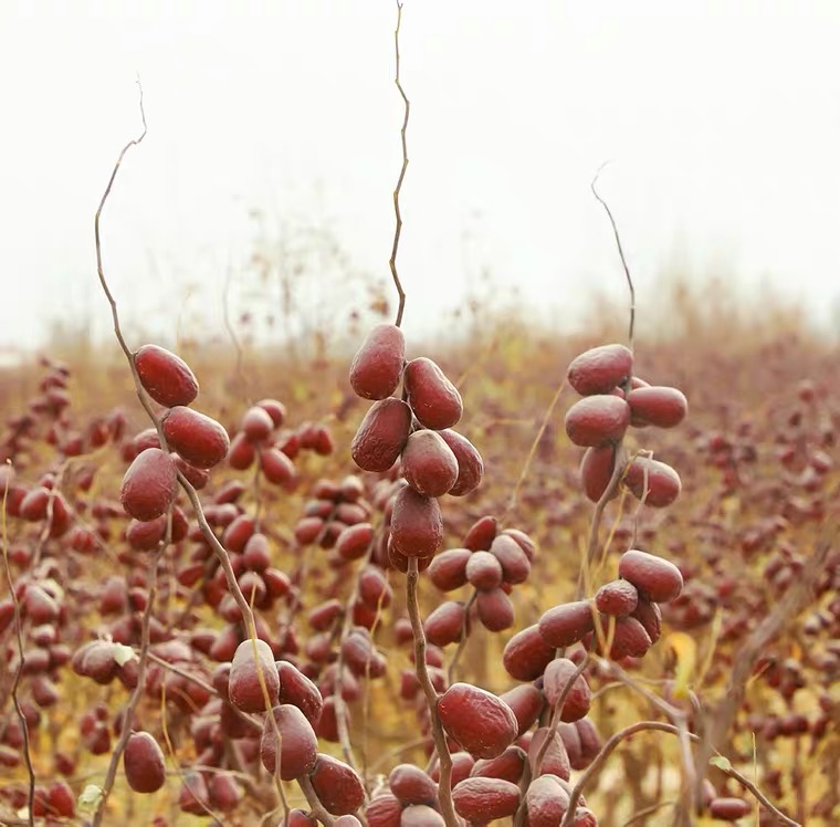 疆味和田大枣,真正的和田新疆大枣